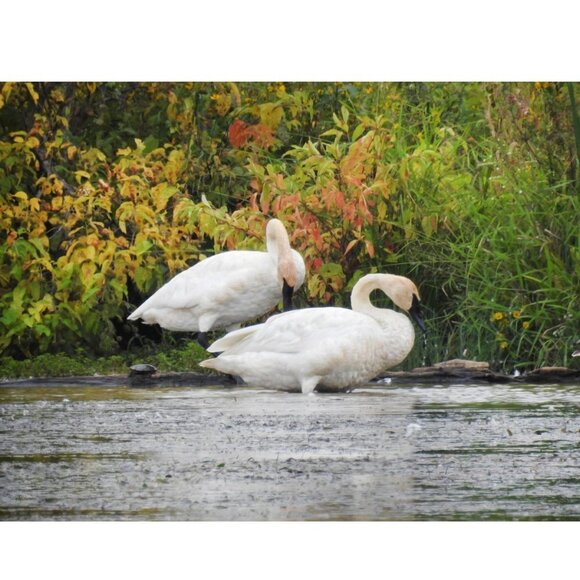 8x10 Trumpeter Swans Oil Painting‎ Photography Art Print - Picture 2 of 5